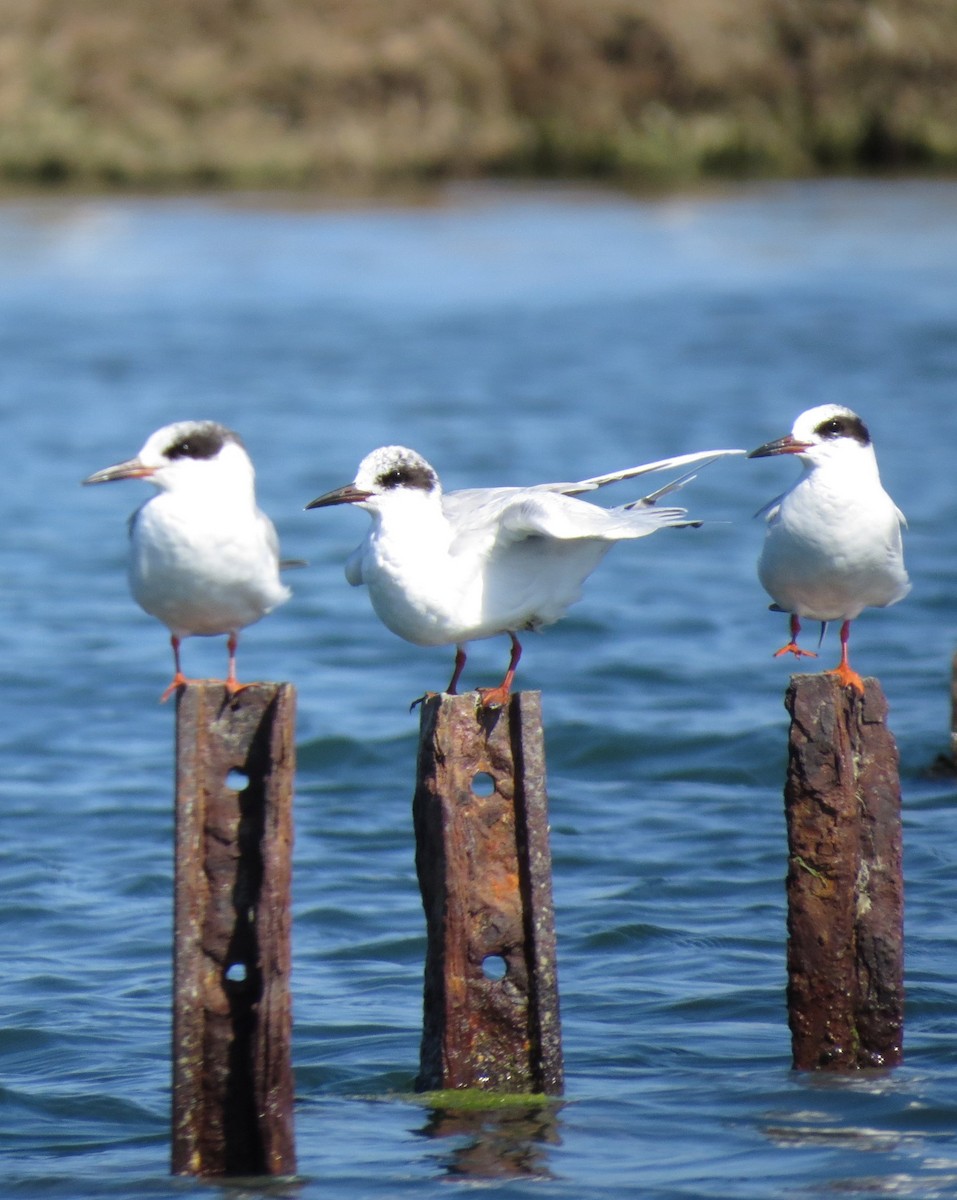 Forster's Tern - ML319278961