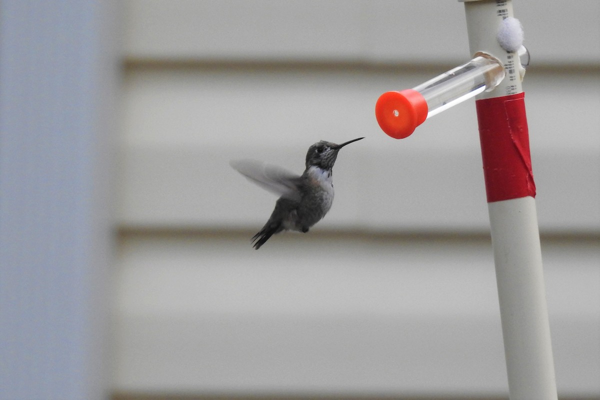 Calliope Hummingbird - ML319283731