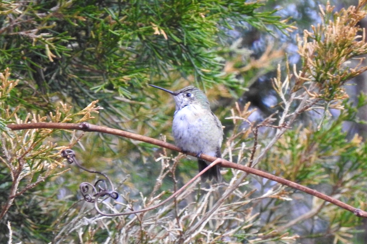 Calliope Hummingbird - ML319283741