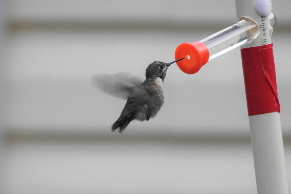 Calliope Hummingbird - ML319283751