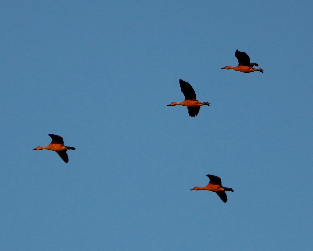 Fulvous Whistling-Duck - ML319284151