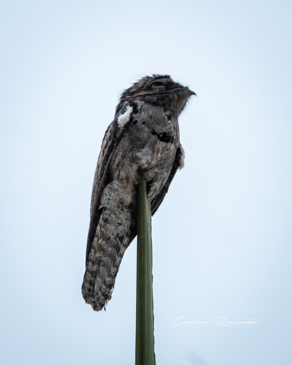 Common Potoo - Carlos Rossello