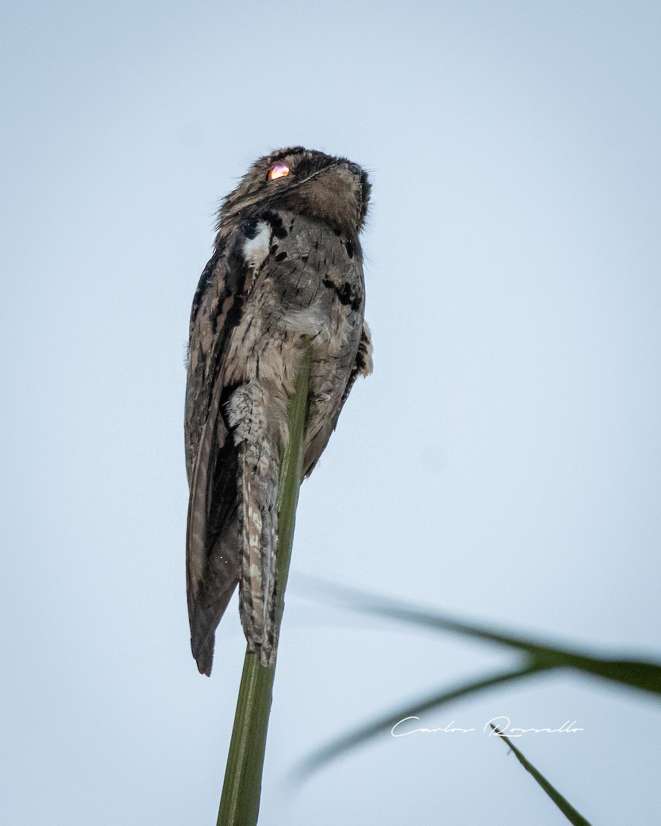 Common Potoo - Carlos Rossello