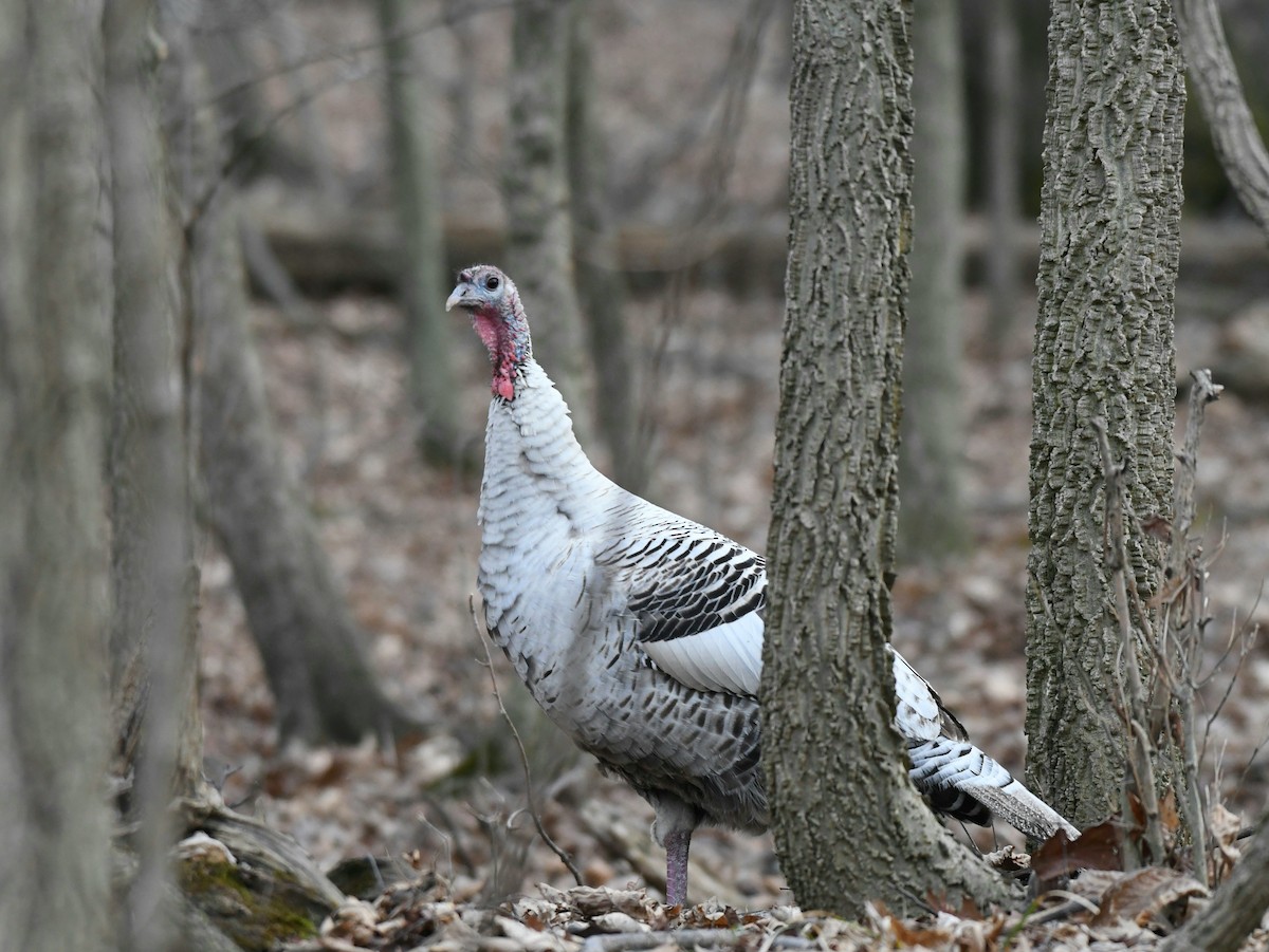 Wild Turkey - Traci Gentry