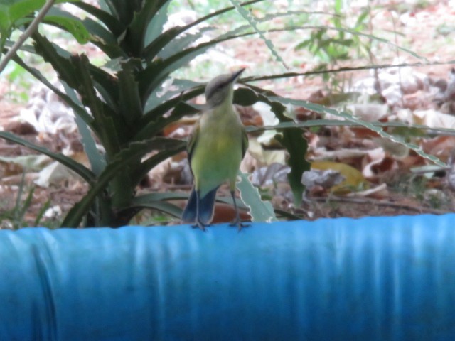 Tropical Kingbird - Alexander  Torres