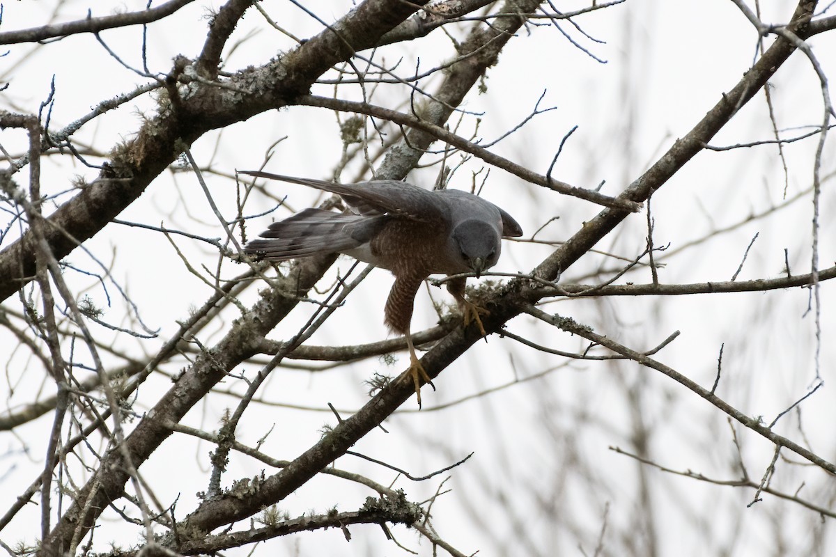 Cooper's Hawk - Scott Mullens