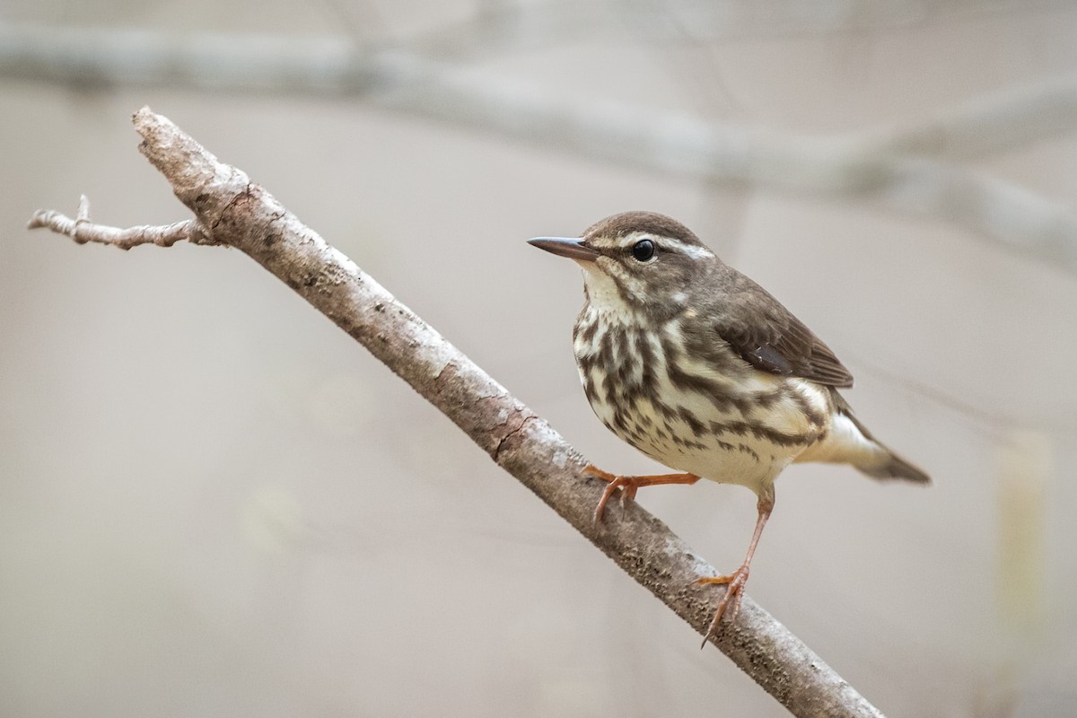 Louisiana Waterthrush - ML319289631