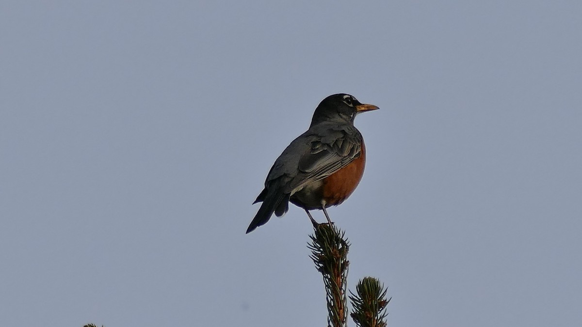 American Robin - ML319289741