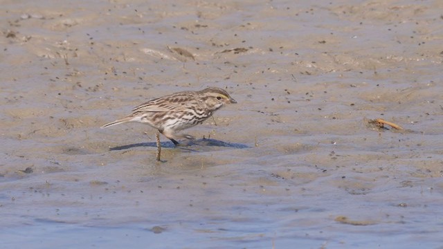 Savannah Sparrow (Belding's) - ML319289811