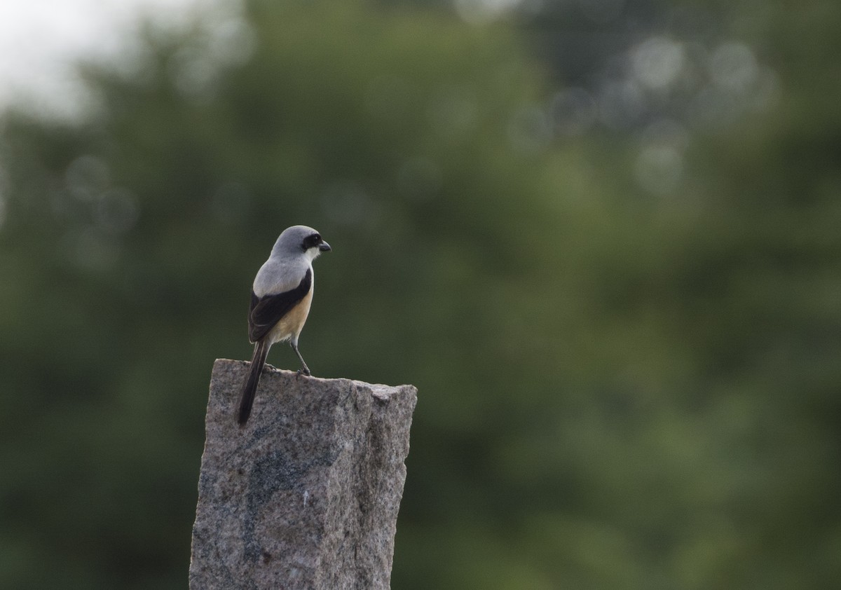 Long-tailed Shrike - ML31929001