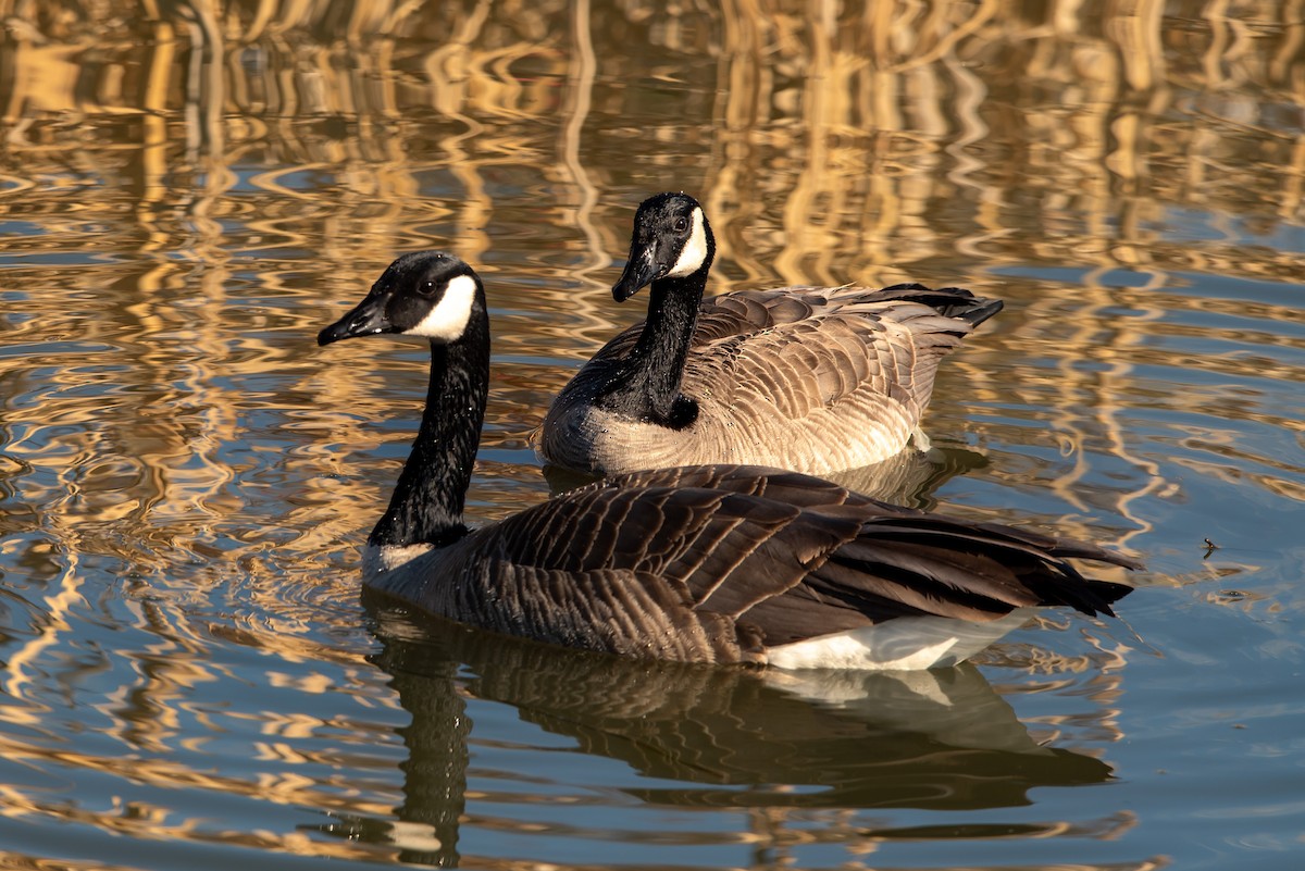 Kanadagans - ML319290491