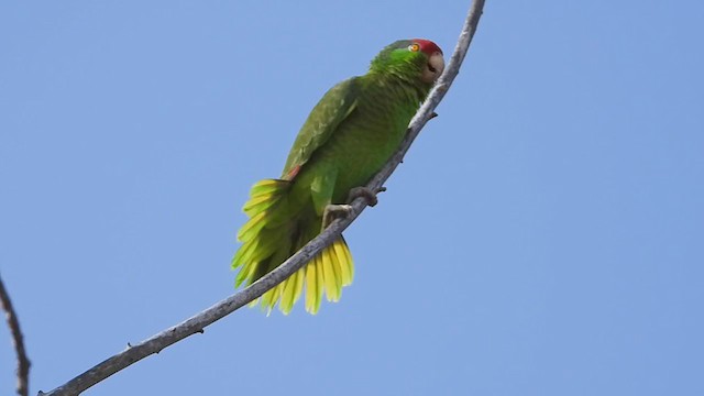 メキシコアカボウシインコ - ML319291931