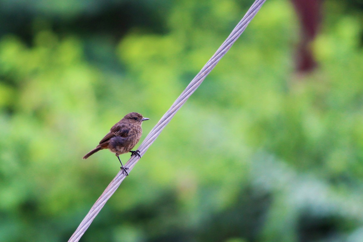 Pied Bushchat - ML31929231