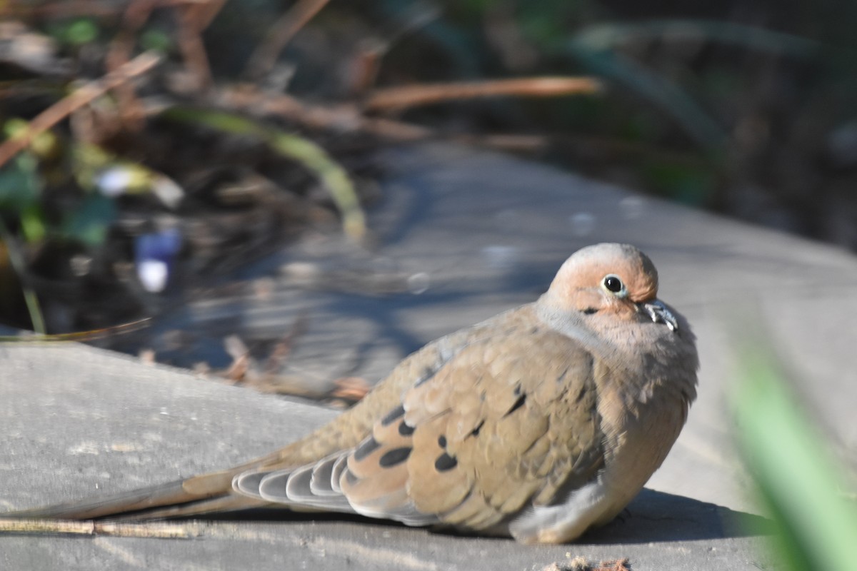 Mourning Dove - Laura W