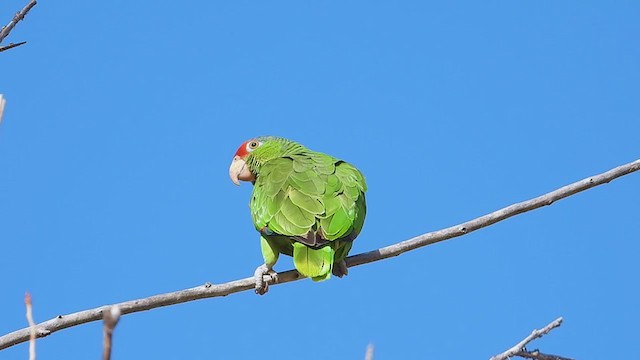 メキシコアカボウシインコ - ML319293861