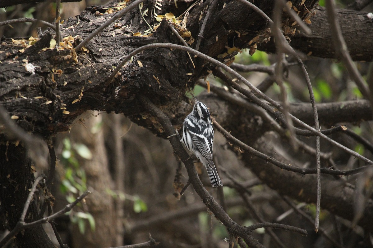 Black-and-white Warbler - ML319293871
