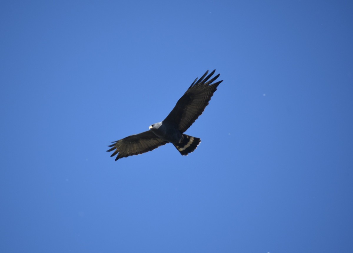 Zone-tailed Hawk - Kathy Morales Eric Julson