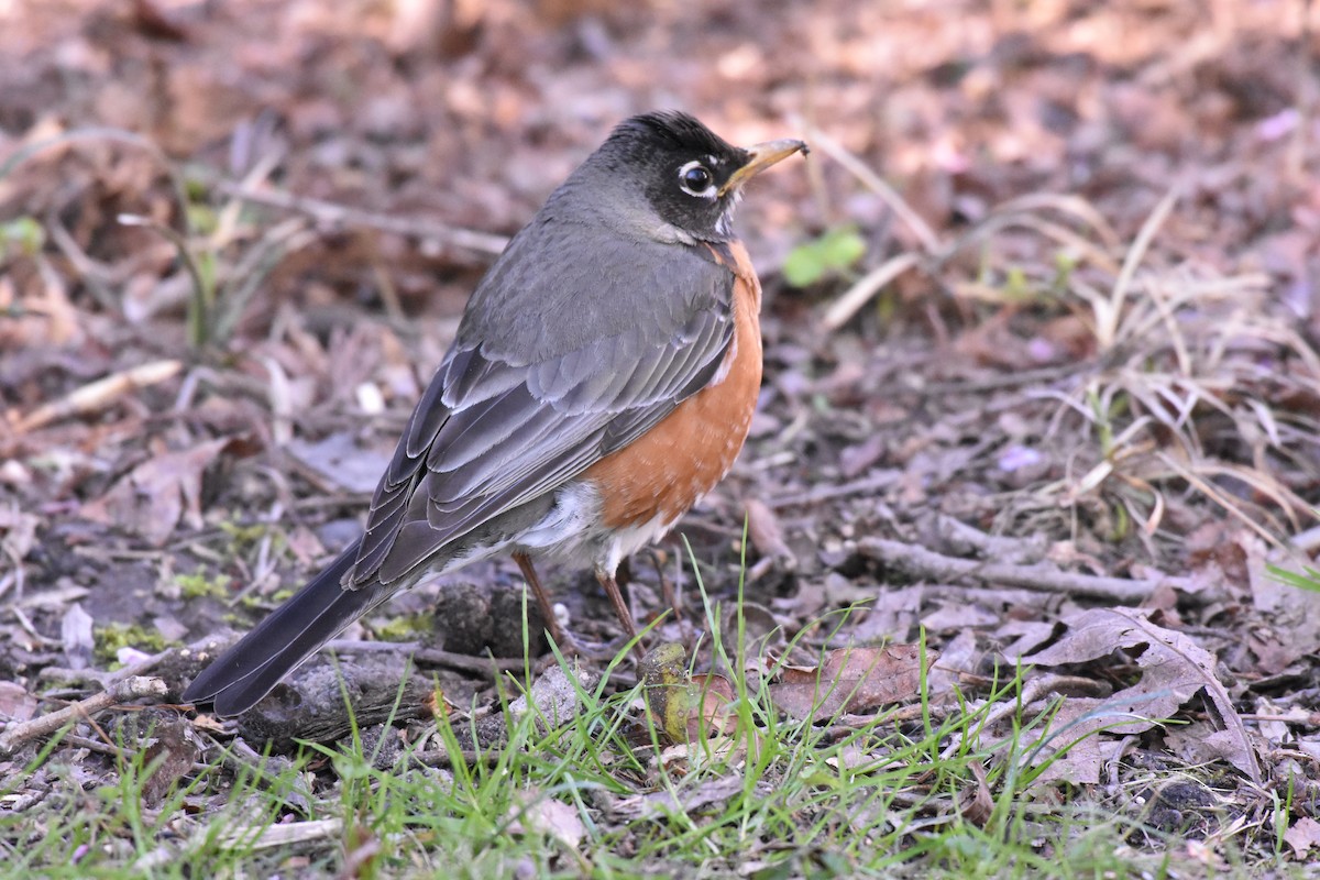 American Robin - Laura W