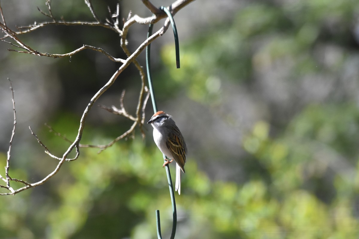 Chipping Sparrow - ML319294621