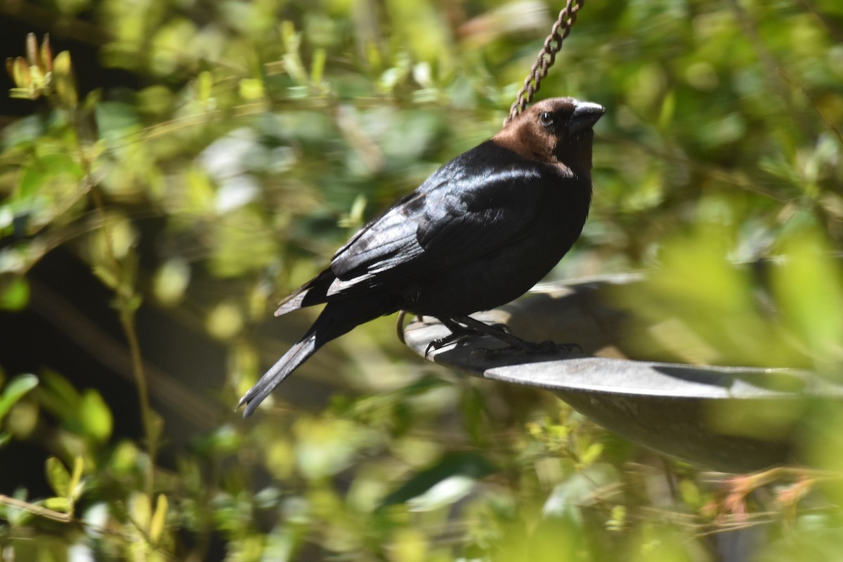 Brown-headed Cowbird - Laura W