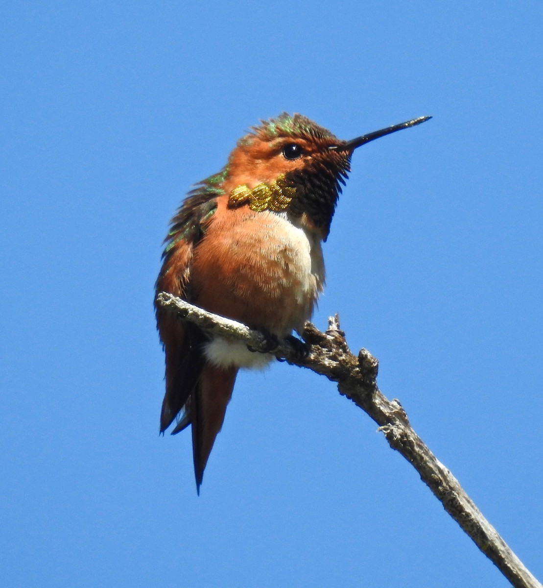 Allen's Hummingbird - Malia DeFelice