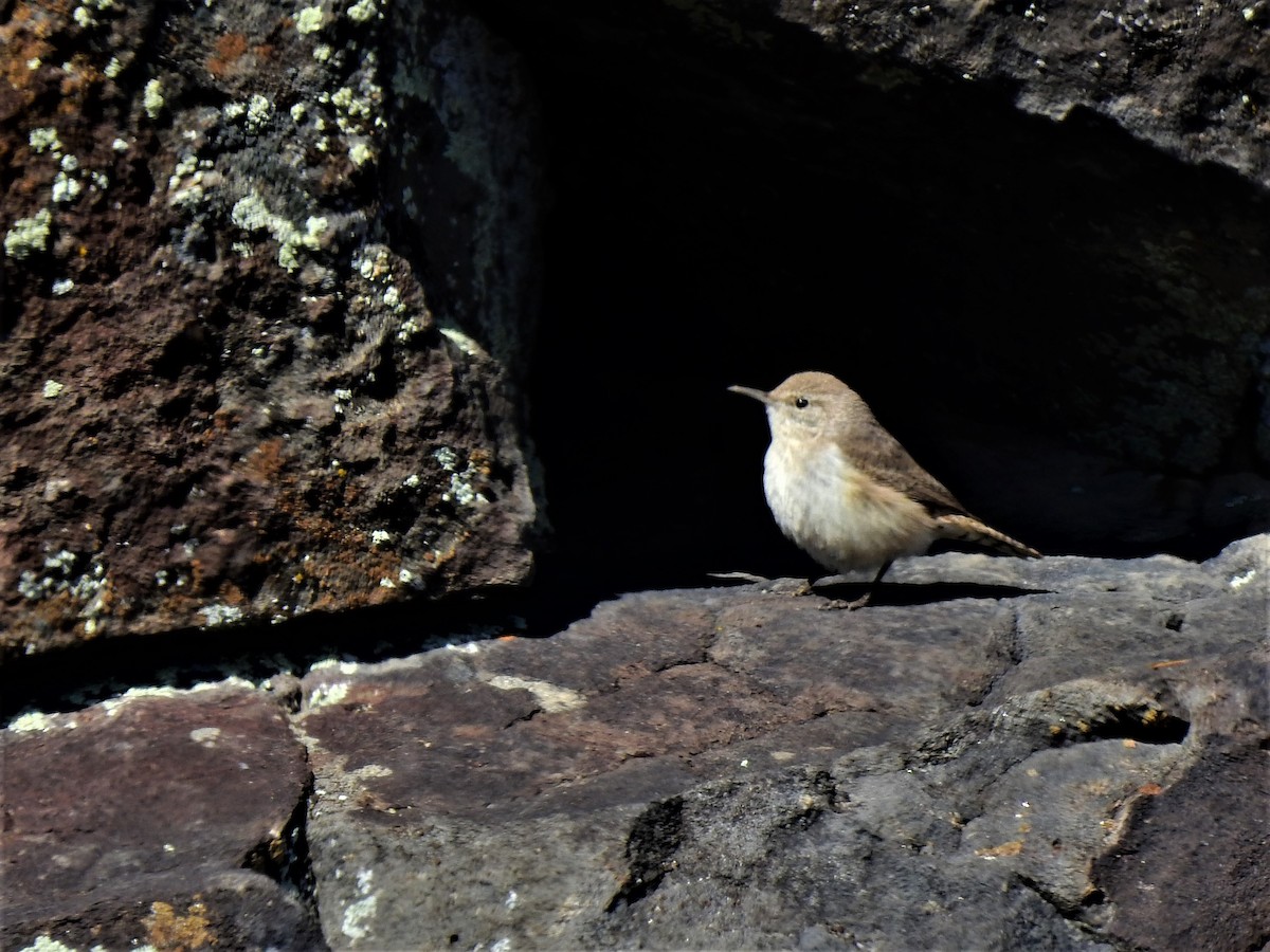 Rock Wren - ML319295021