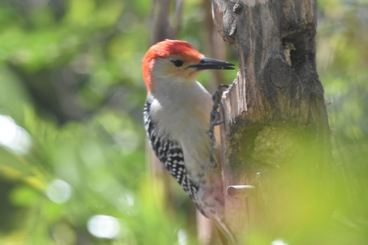 Red-bellied Woodpecker - Laura W