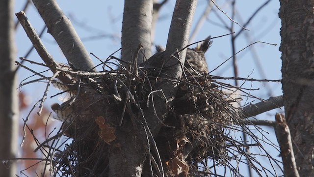 Great Horned Owl - ML319296521