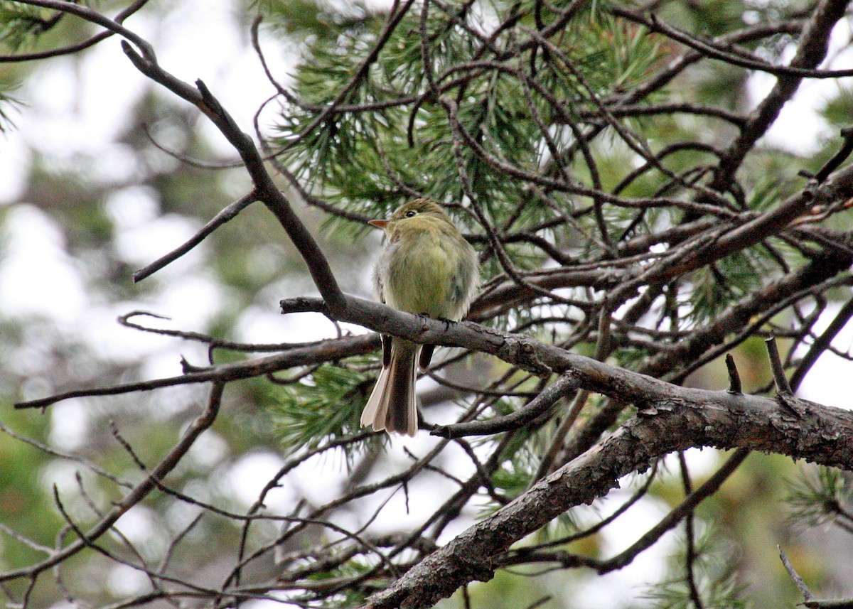 Western Flycatcher (Cordilleran) - Noreen Baker