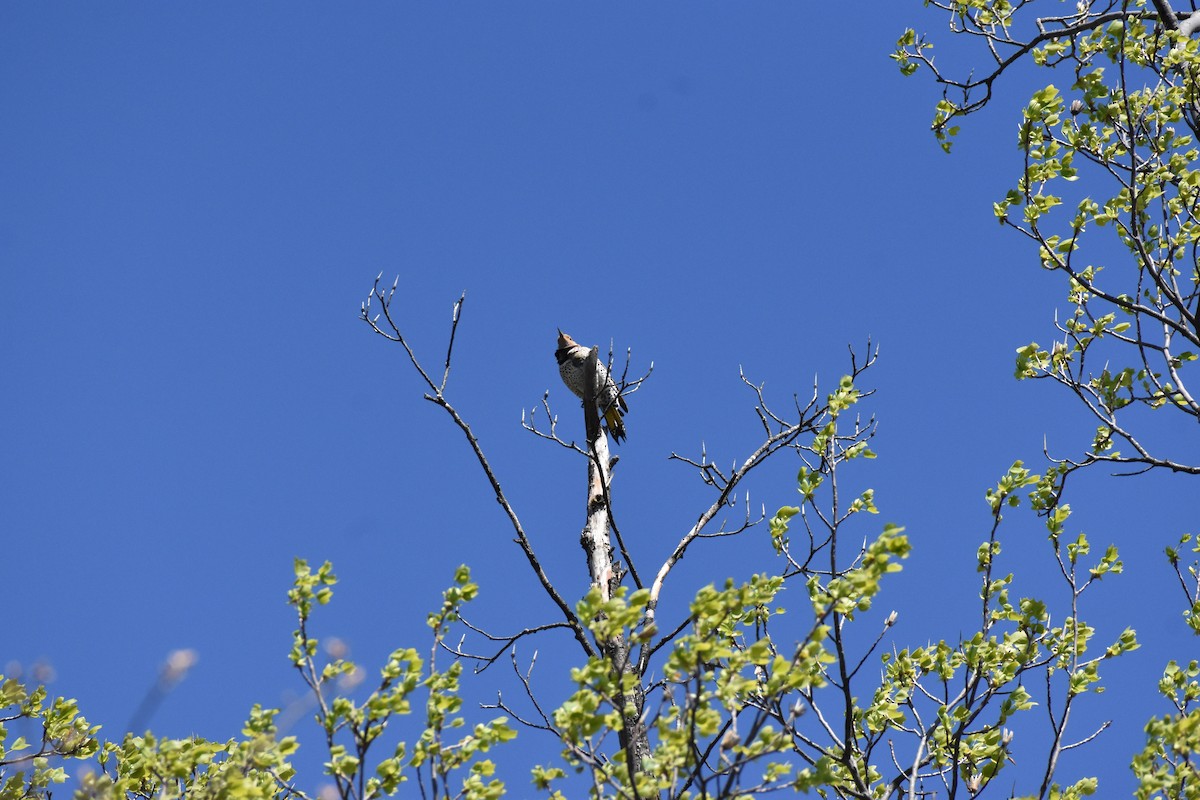 Northern Flicker - Laura W