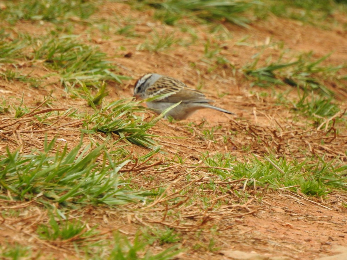 Chipping Sparrow - ML319300451