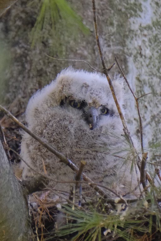 Great Horned Owl - ML319300741