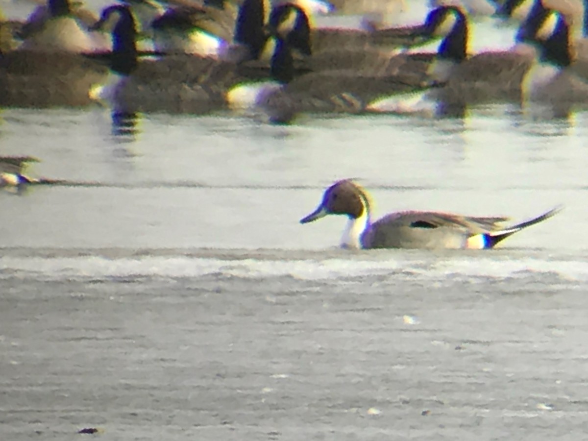 Northern Pintail - Kathy Major