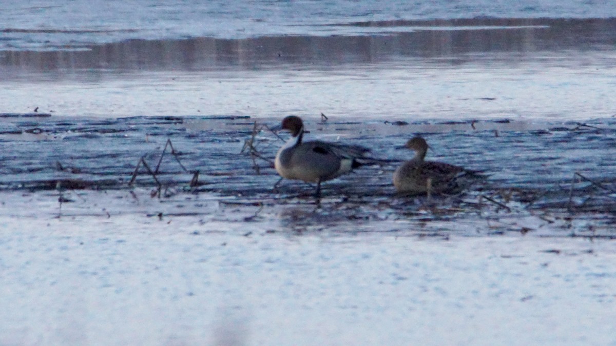 Northern Pintail - ML319302061