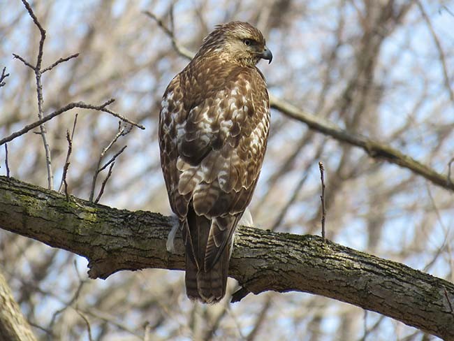 Red-tailed Hawk - ML319302111