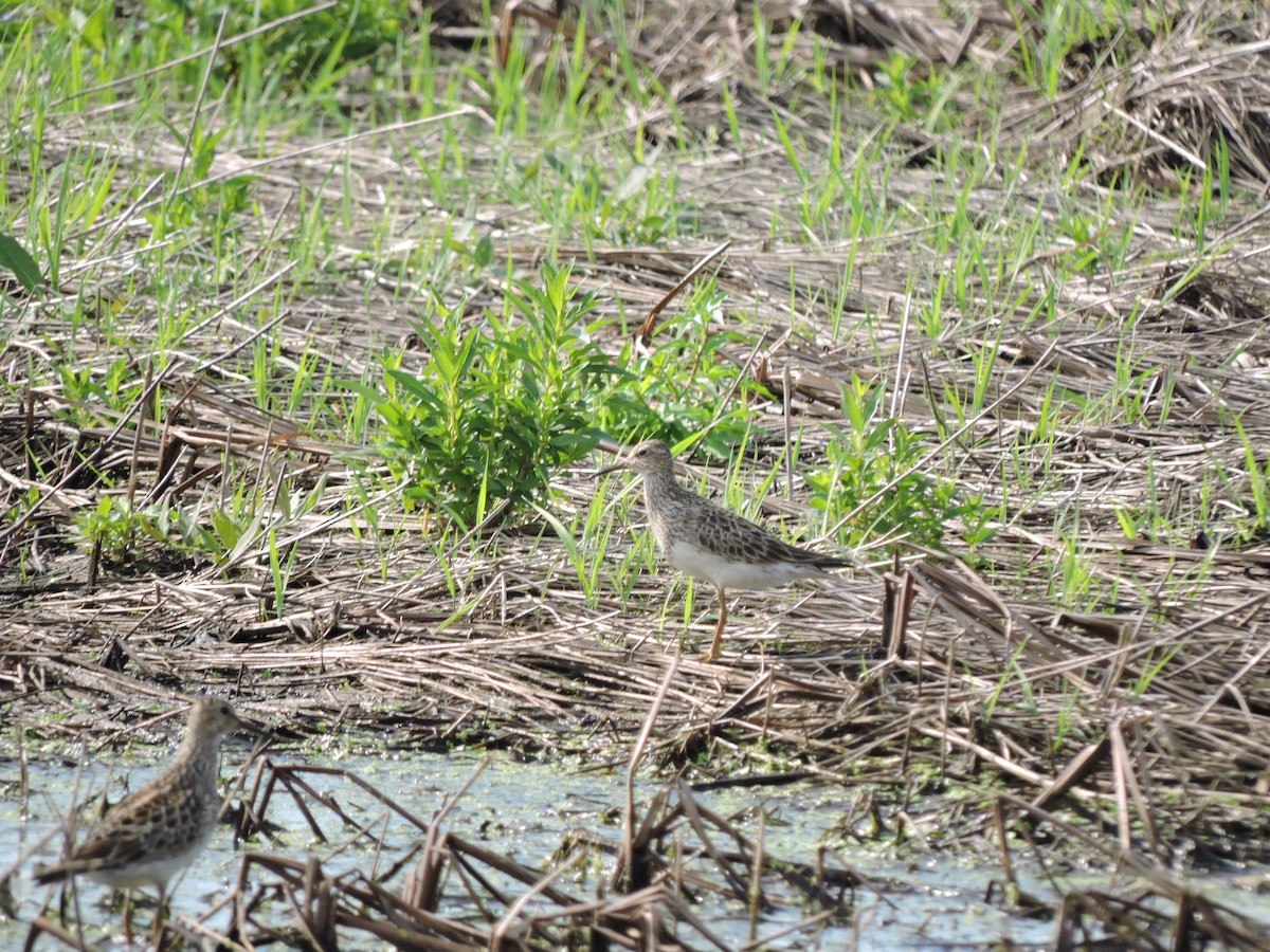 Bécasseau à poitrine cendrée - ML31930431