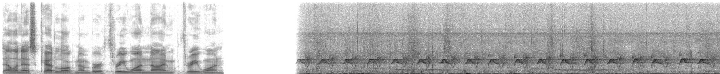 Лінивка-чорнопер білолоба [група morphoeus] - ML31931