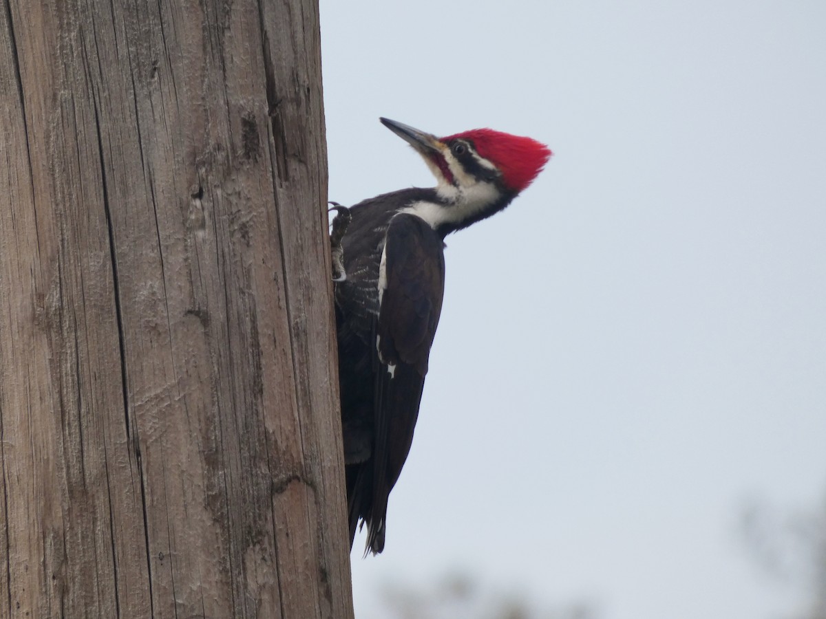 Pileated Woodpecker - ML319312871