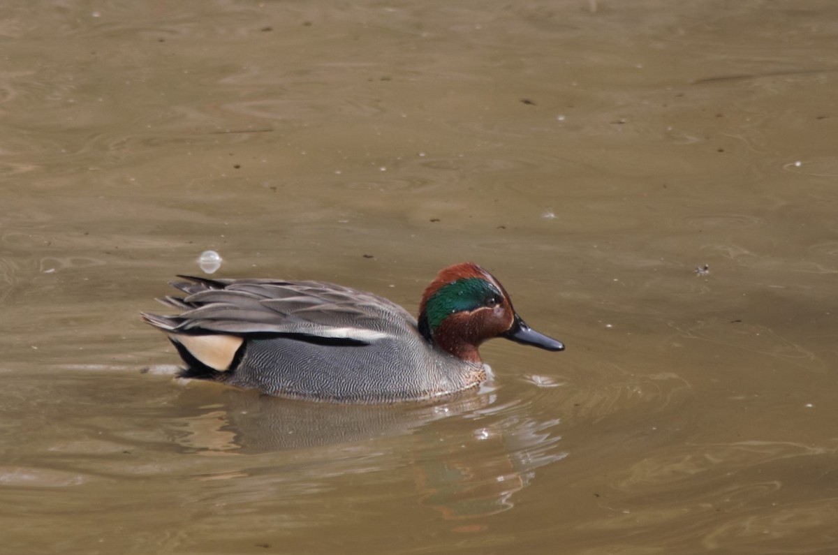 Green-winged Teal (Eurasian) - ML319313221