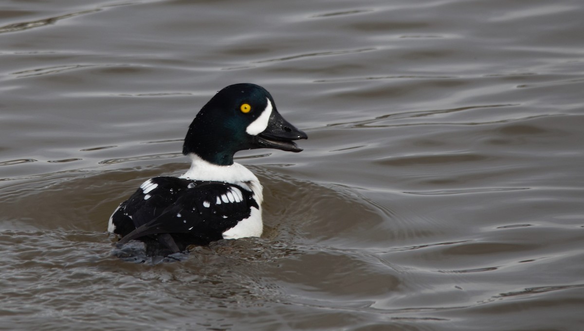 Spatelente - ML319313301