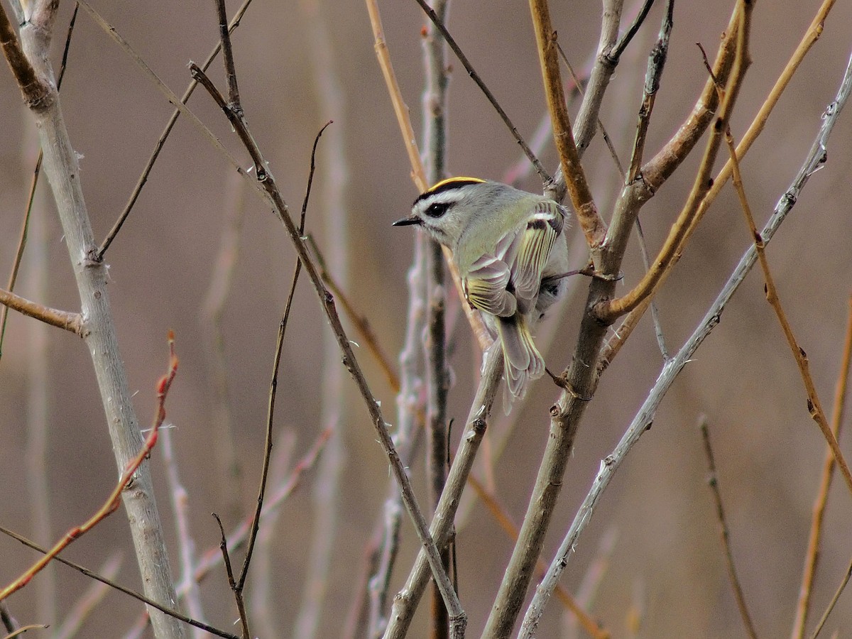 Golden-crowned Kinglet - ML319314611