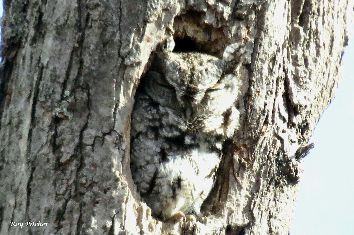 Eastern Screech-Owl - ML319315791