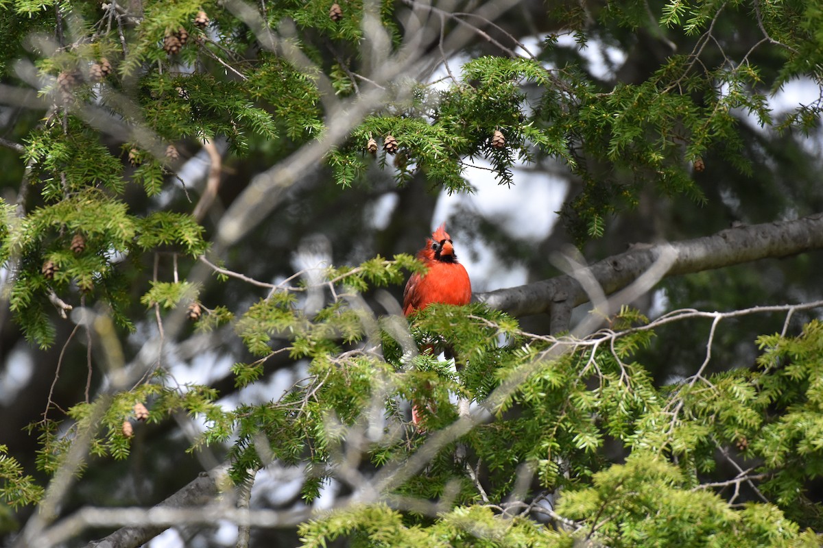 Northern Cardinal - ML319316531