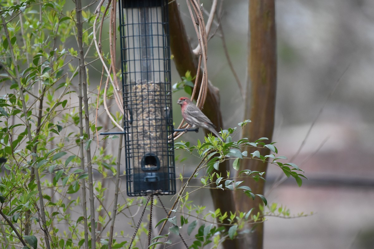 House Finch - Laura W