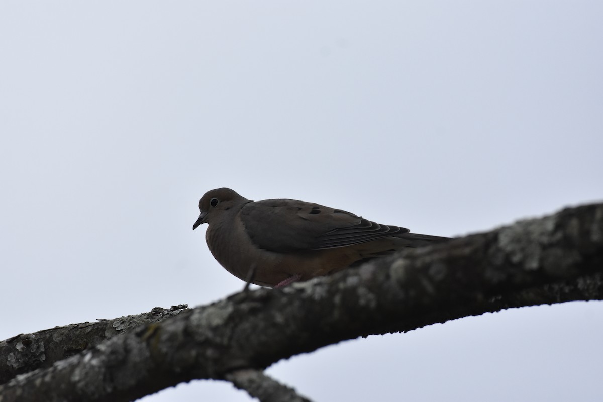 Mourning Dove - Laura W