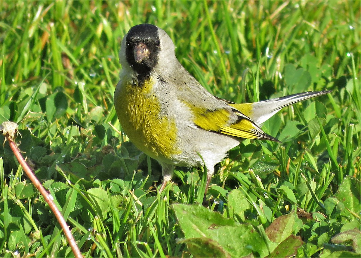 Lawrence's Goldfinch - ML319317451