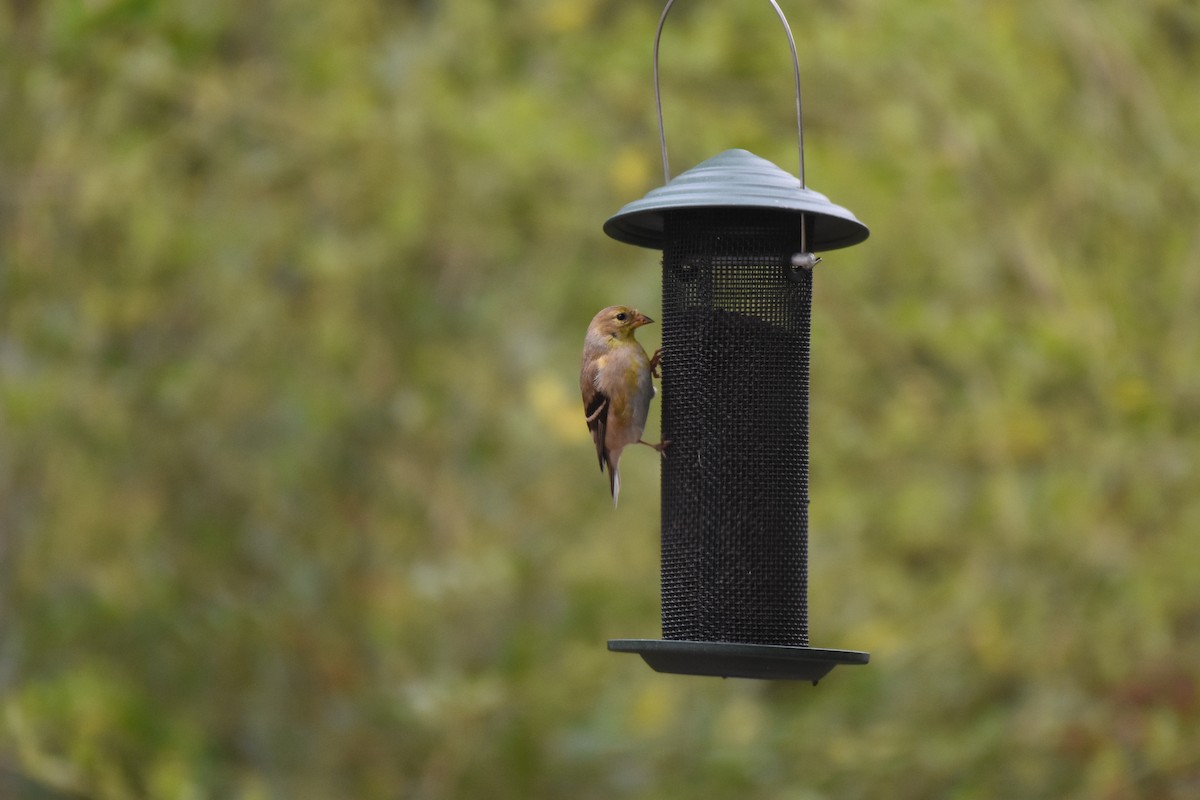 American Goldfinch - ML319318041