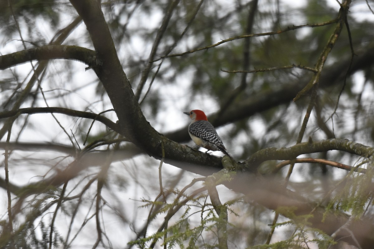 Red-bellied Woodpecker - Laura W