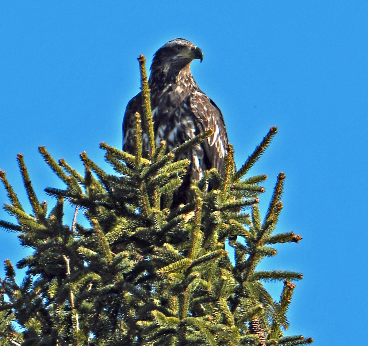 Weißkopf-Seeadler - ML319319341