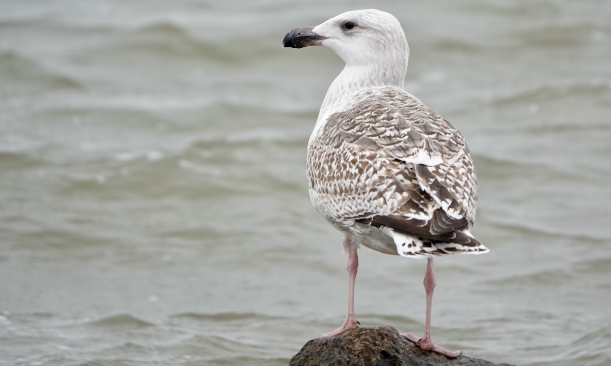 Great Black-backed Gull - Jacob Crissup